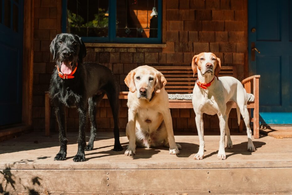 guarderia canina barcelona precios