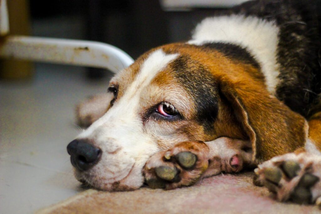 ojo de cereza en perros