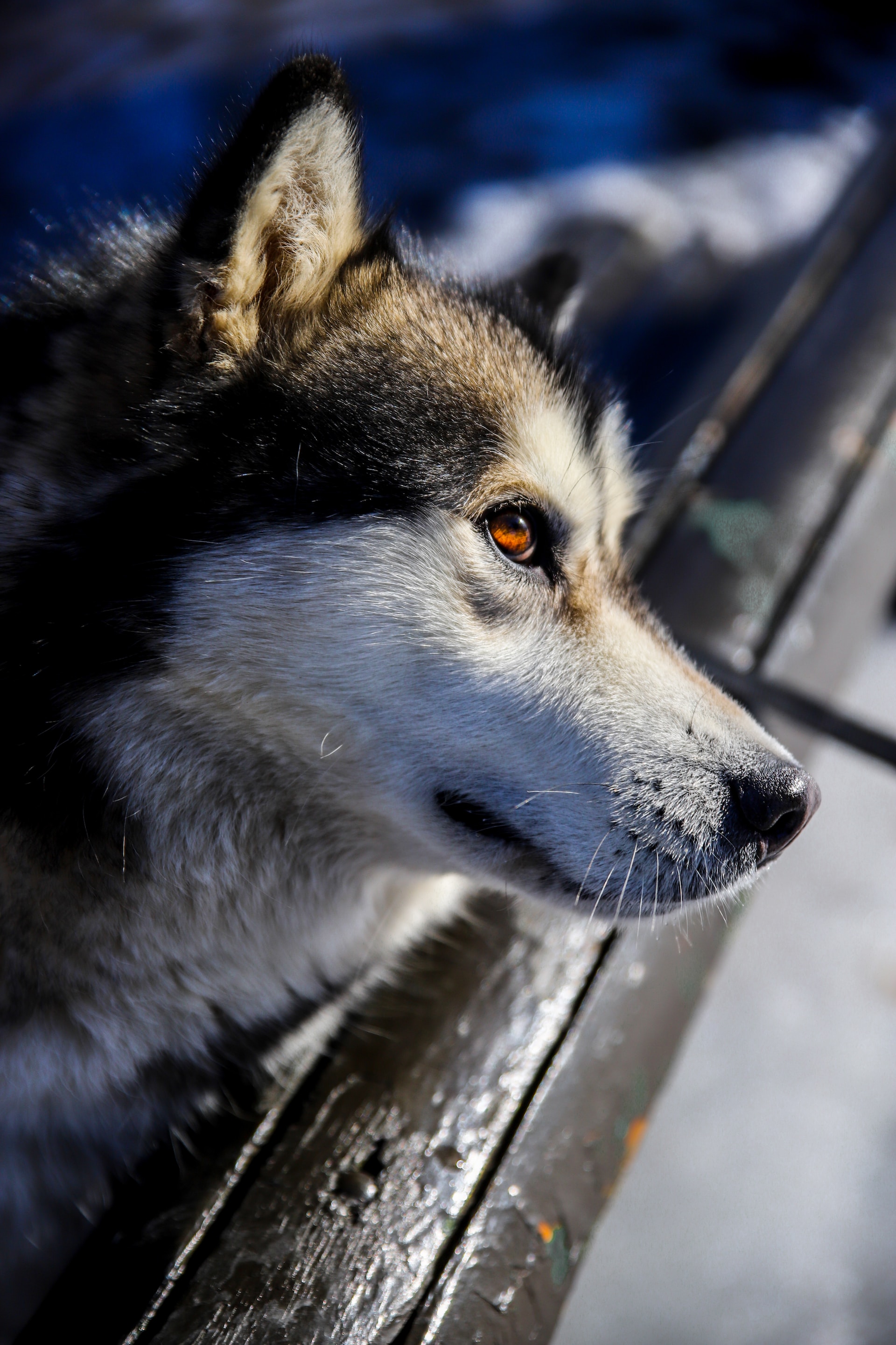 husky siberiano precio