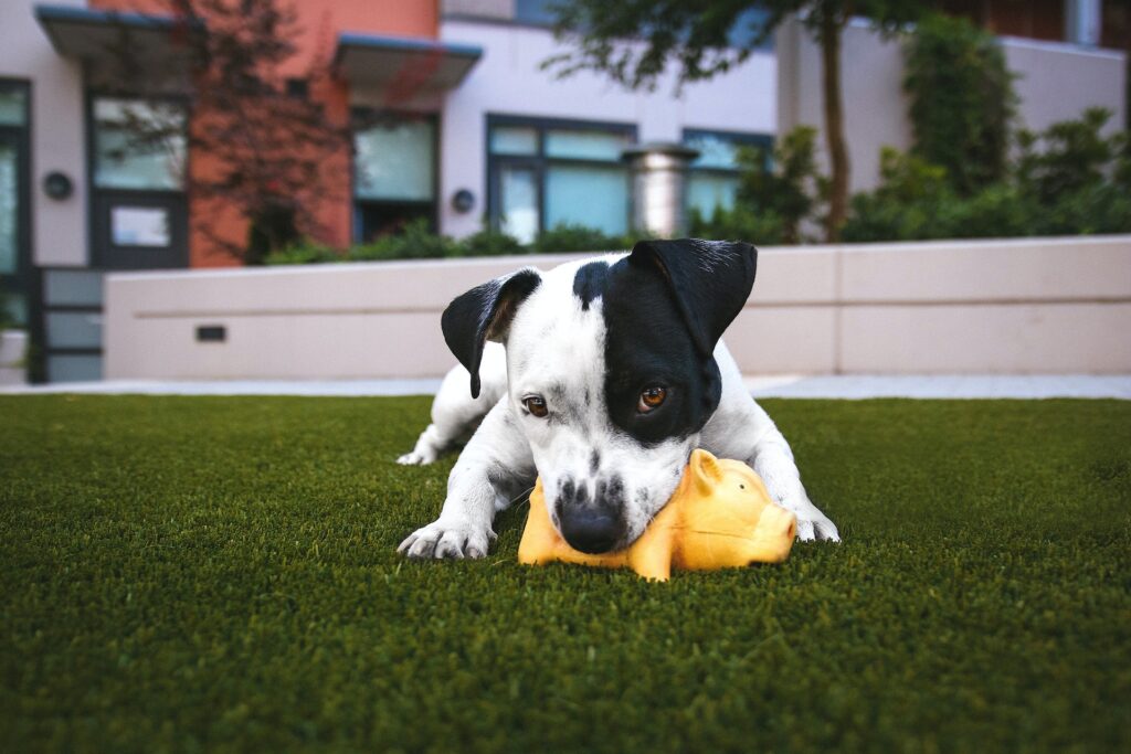 american bully bebe