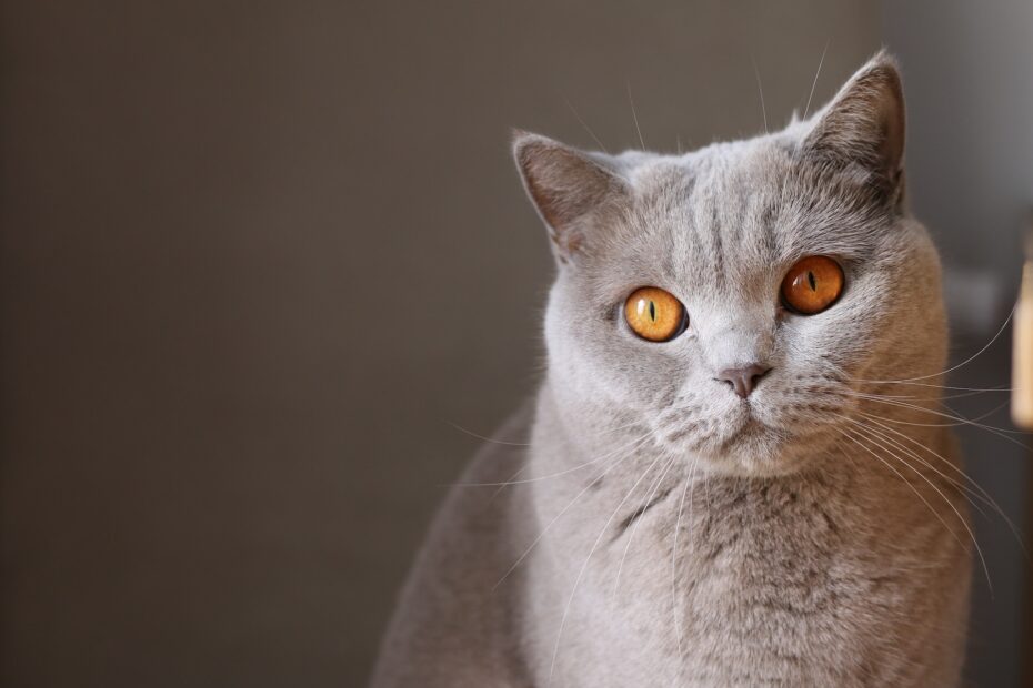 gatos de peluche