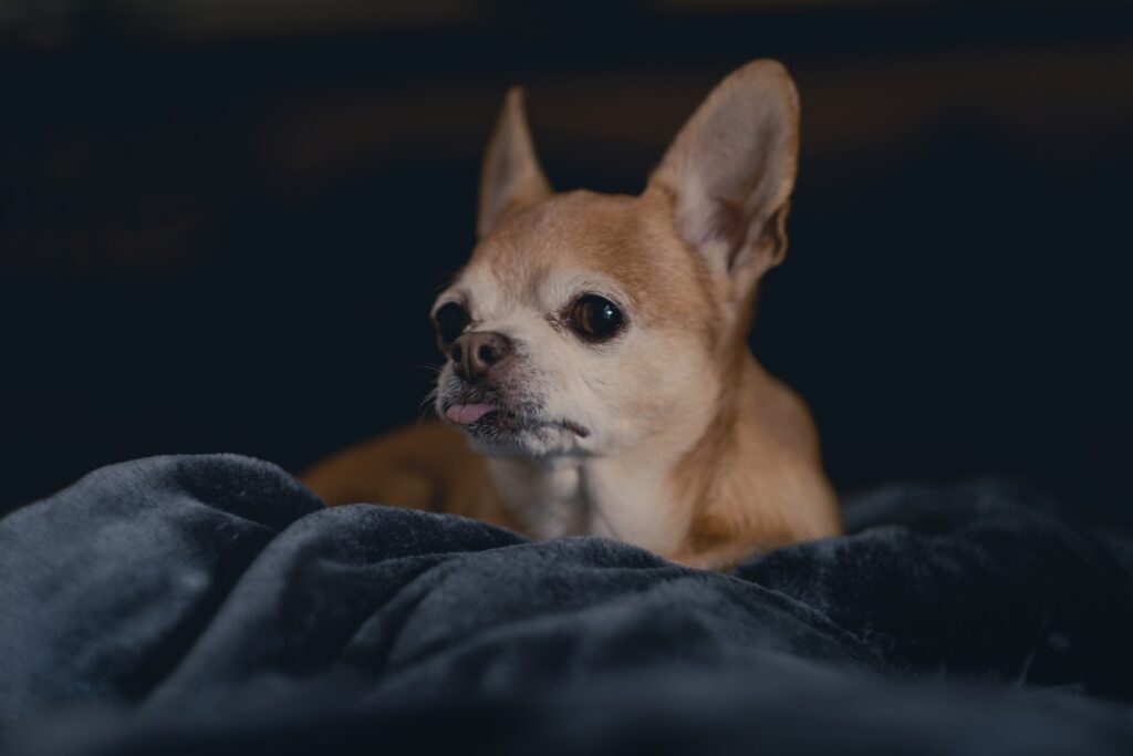 como hacer comida para perros chihuahua