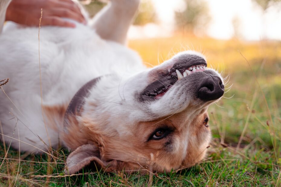 pasta de dientes para perros