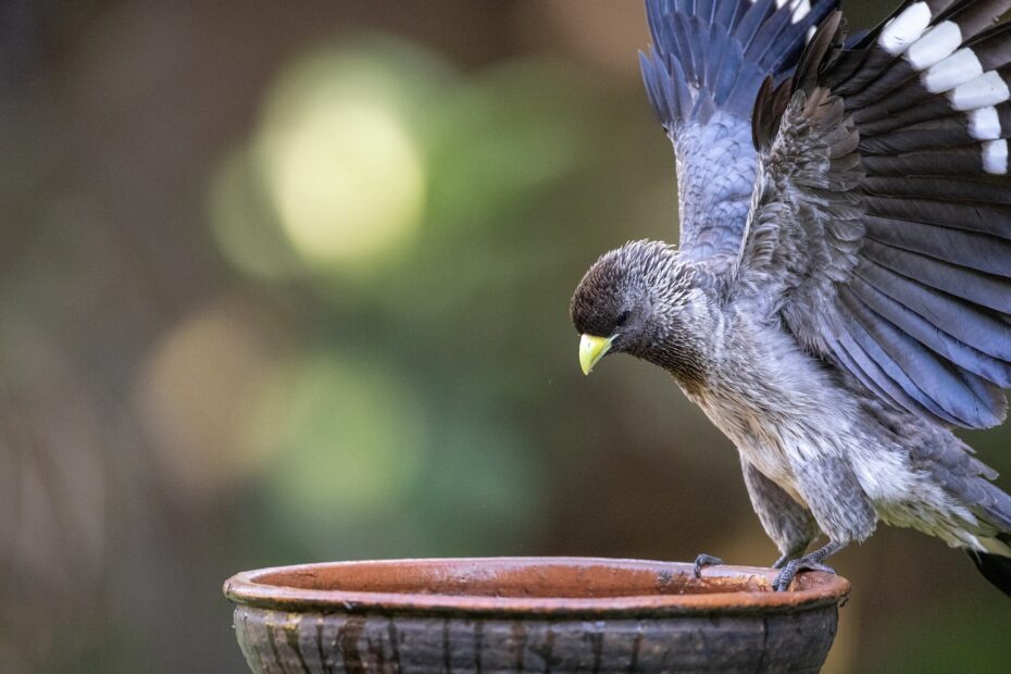 Accesorios para aves