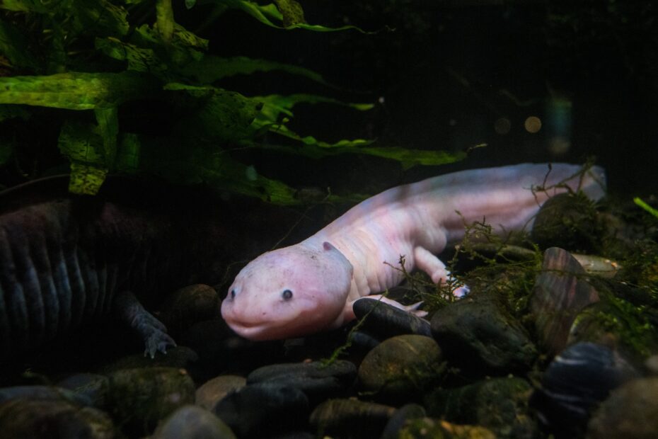 axolotl