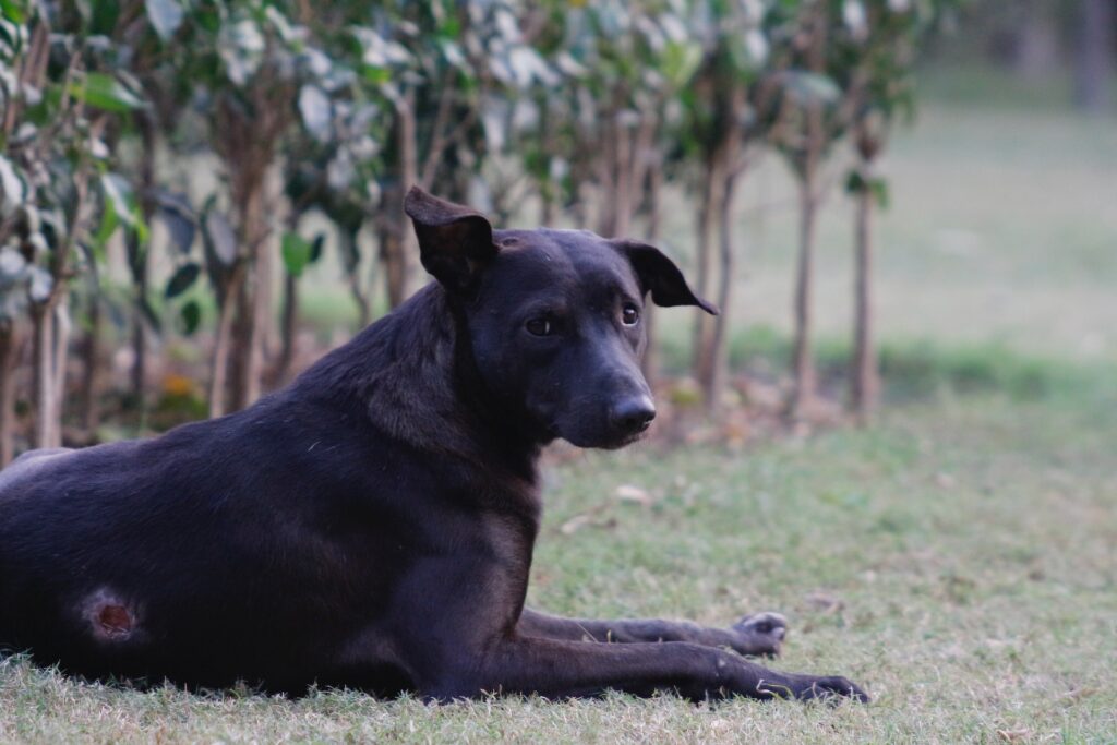 cicatrizante para perros