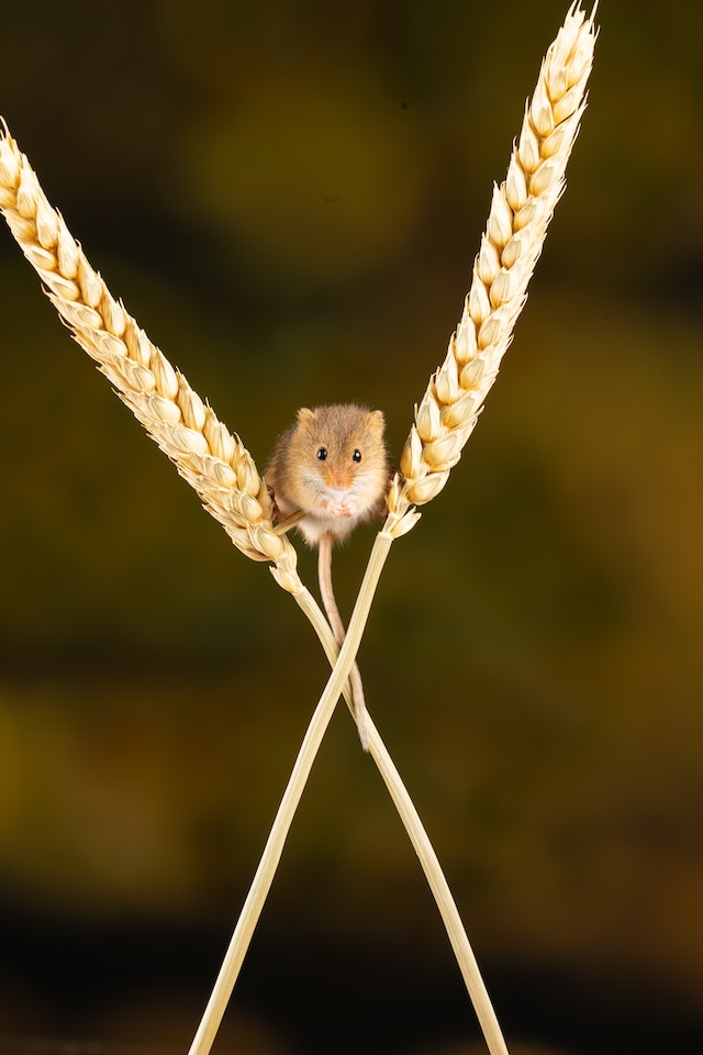 tiempo de vida de un hamster