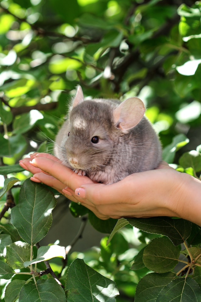 que comen las chinchillas