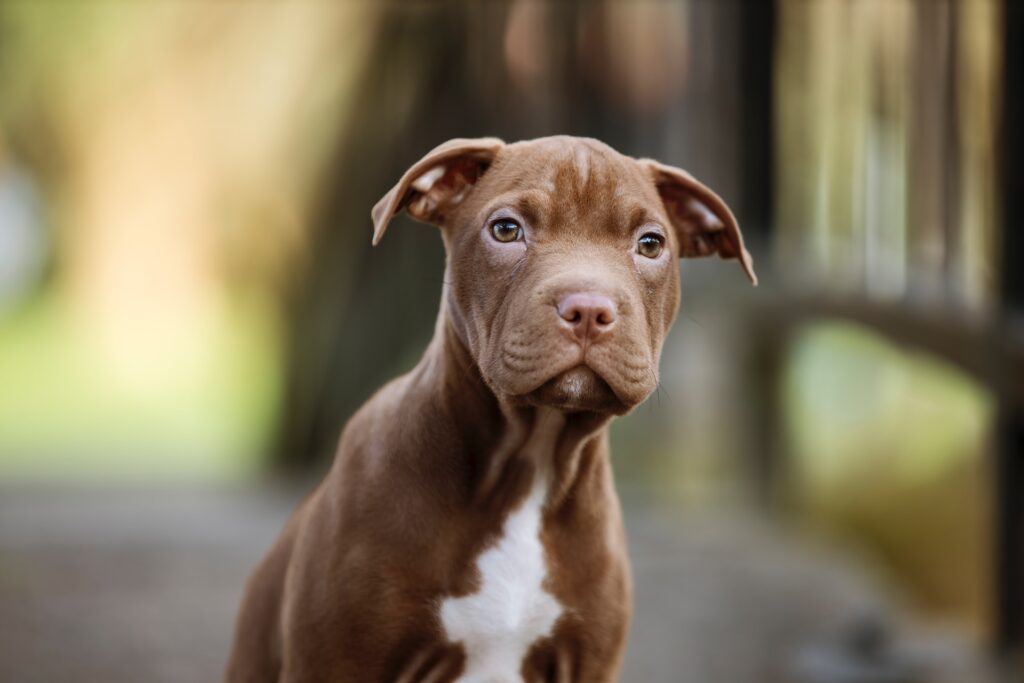 comida para pitbull cachorro