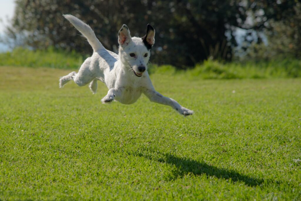 repelente para perros