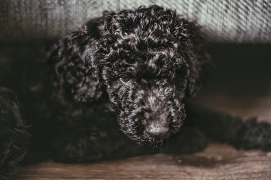 Los mejores alimentos para goldendoodle