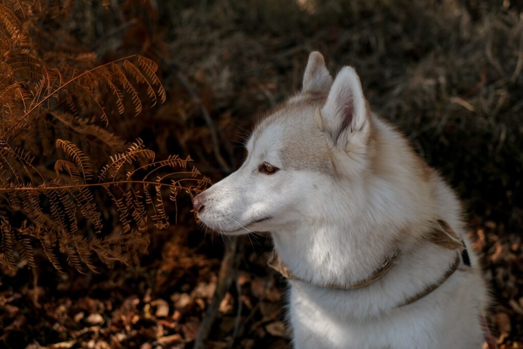 husky siberiano colores