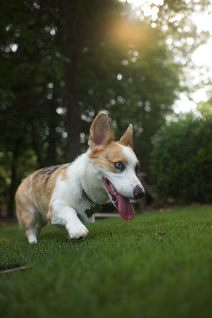 porque los perros comen pasto