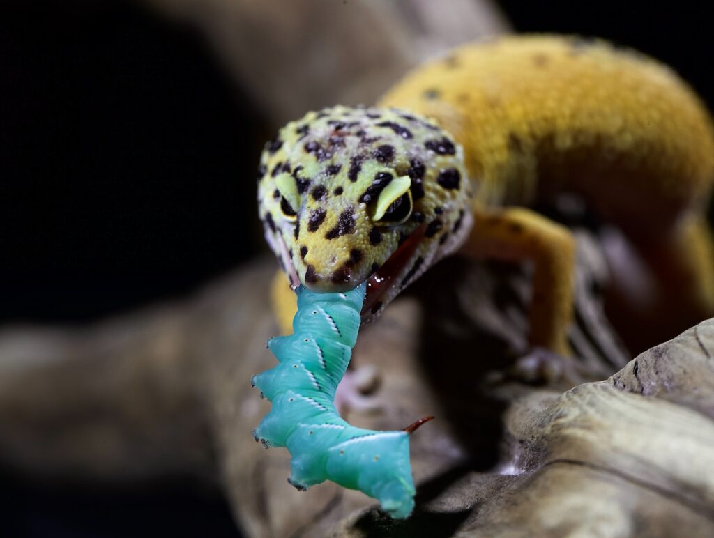 que comen los geckos