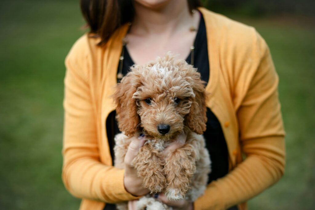 mini goldendoodle