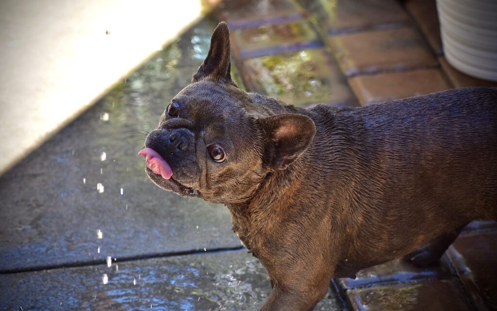 los perros pueden comer cerezas