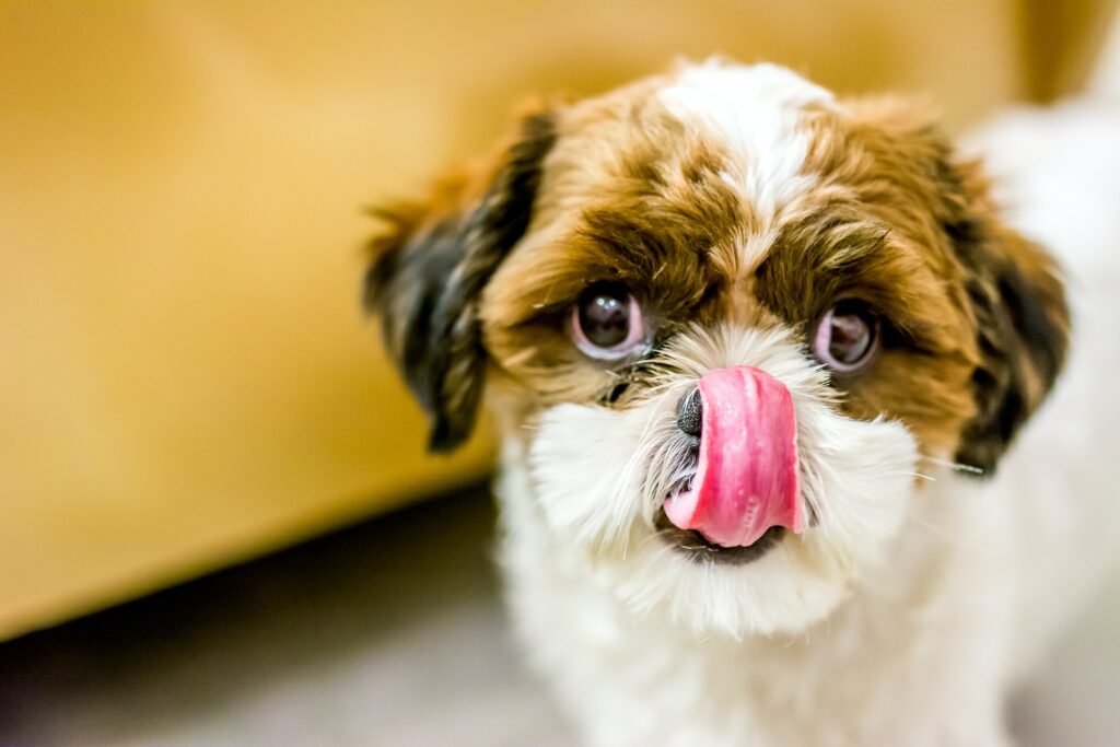 los perros pueden comer lentejas