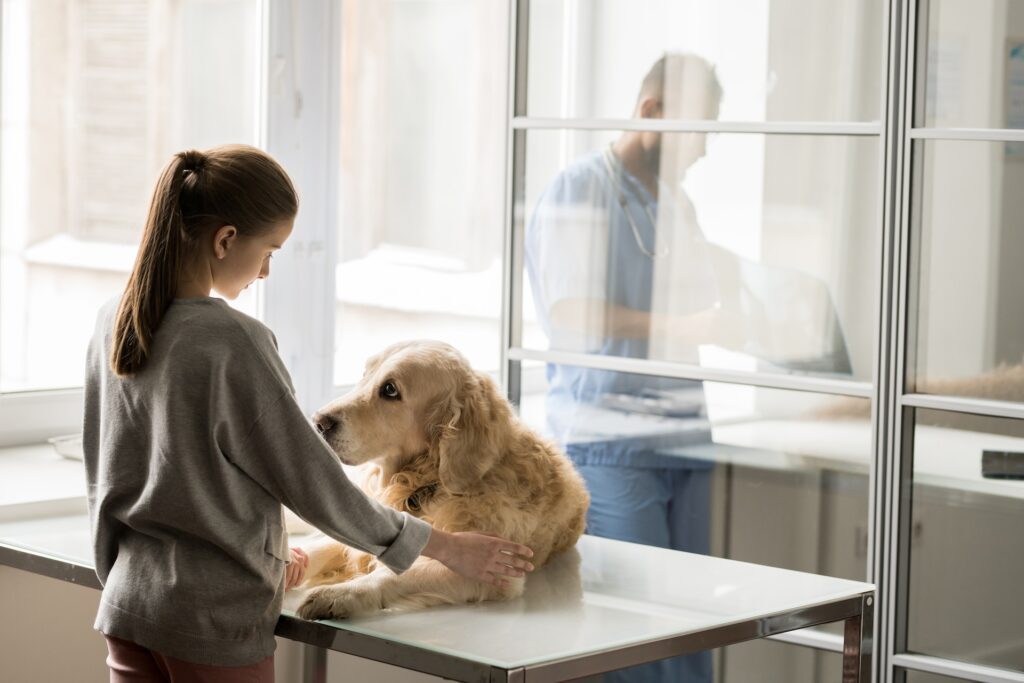 microdacyn en perros