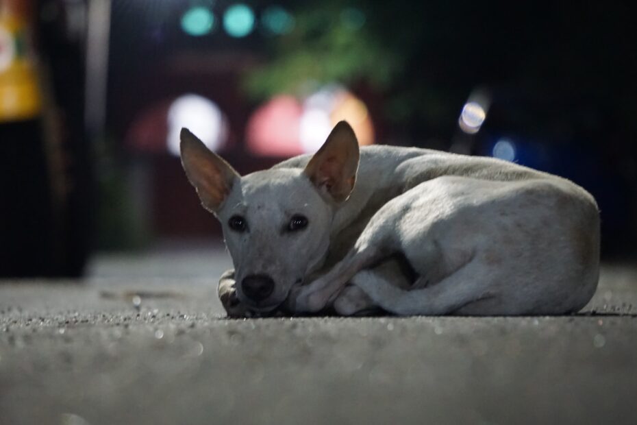 cancer de piel en perros