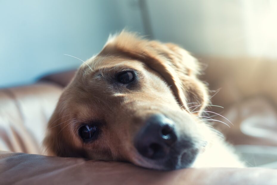 que no pueden comer los perros