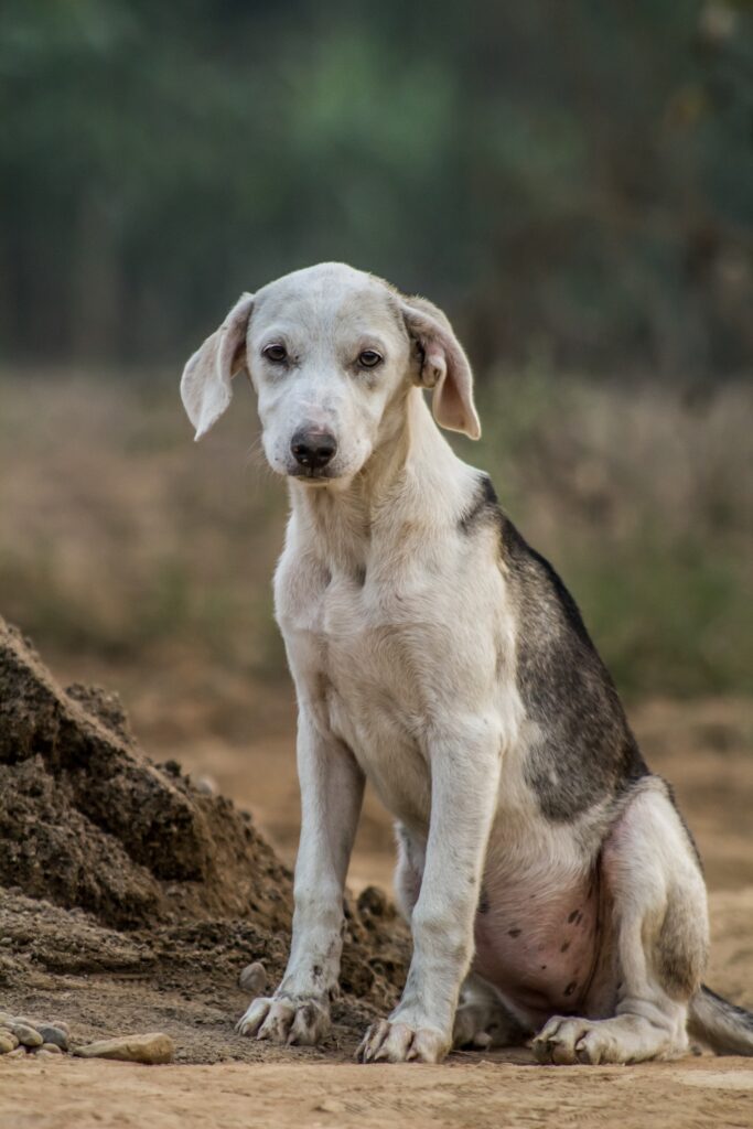 cancer de piel en perros