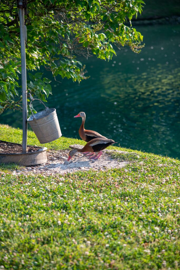 comida para patos