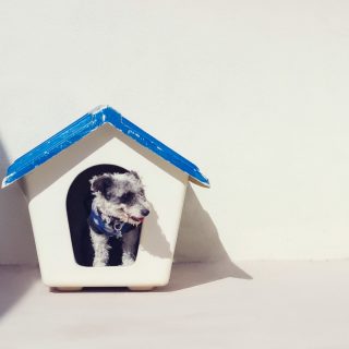 Casa para perro